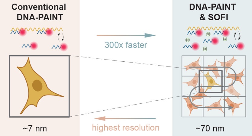 Cover image for High-Throughput Single-Molecule Microscopy with Adaptable Spatial Resolution Using Exchangeable Oligonucleotide Labels